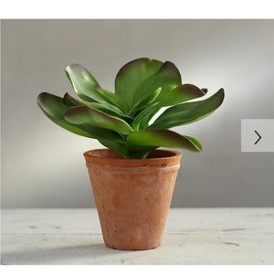 Pottery Barn Faux Potted Jade NEW
